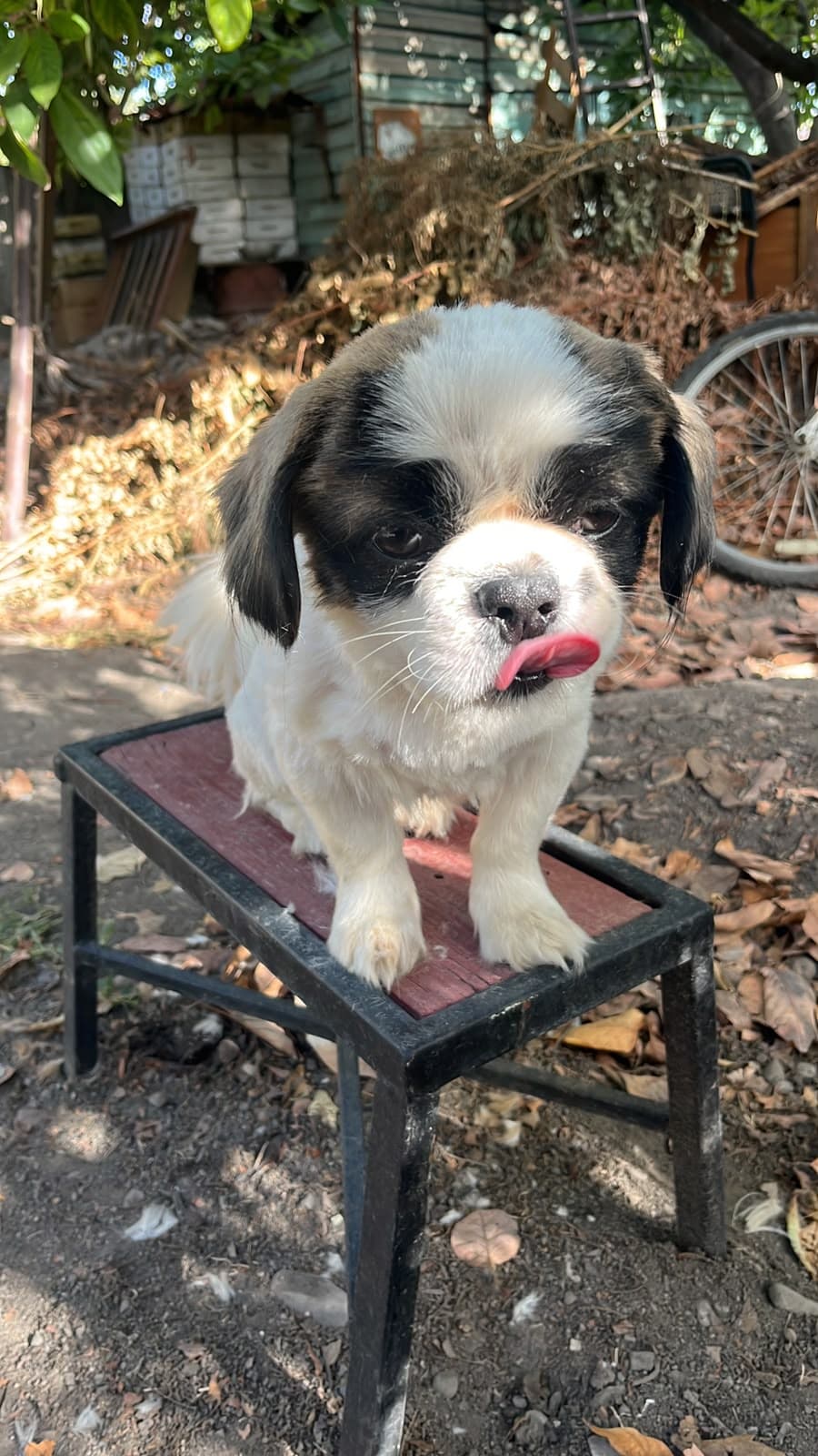 Teo esperando algo para comer.